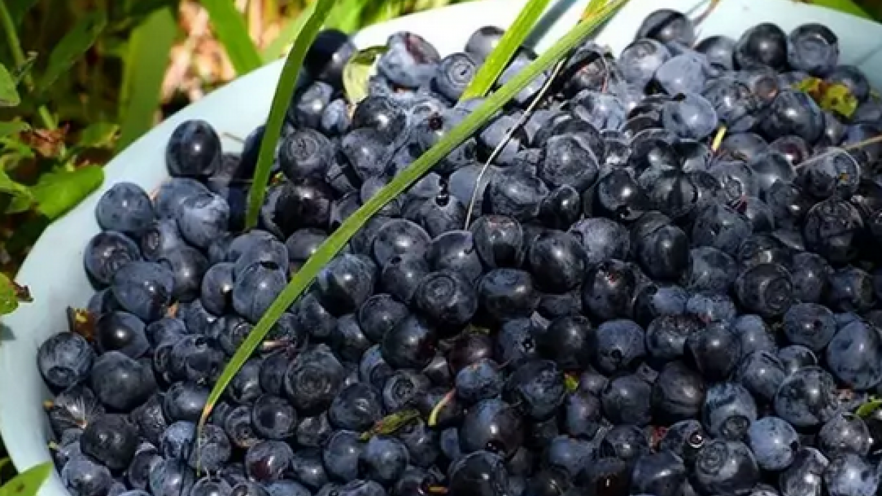 Foto - Resmen doğal gençlik iksiri! Pazarda gördüğünüzde poşet poşet alın: Vücuda antioksidan yüklüyor, sindirimi rahatlatıyor! 