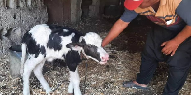 Foto - Resmen kıyamet alameti! Gören inek yavrusu sandı, yanına yaklaşınca...