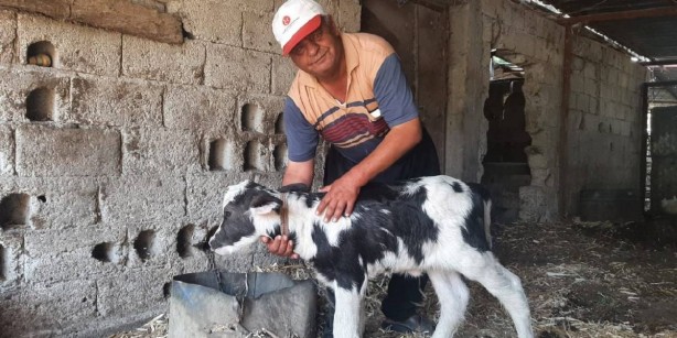 Foto - Resmen kıyamet alameti! Gören inek yavrusu sandı, yanına yaklaşınca...
