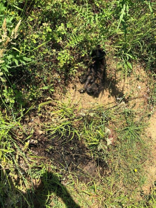 Resmen vahşet! Yavru köpeği diri diri yaktılar