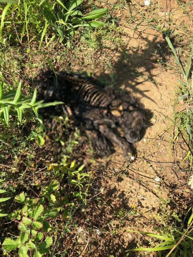 Foto - Resmen vahşet! Yavru köpeği diri diri yaktılar