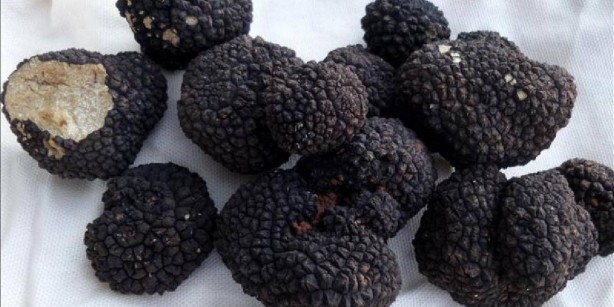 Foto - Resmen yatırım aracı olmaya aday! Sadece eğitimli köpekler buluyor! Gram altından kat kat kârlı! o ürünü bulan resmen köşeyi dönüyor! Kilosu tam 93 bin TL’den satılıyor