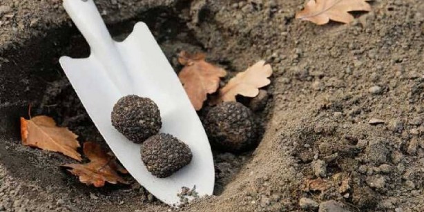 Foto - Resmen yatırım aracı olmaya aday! Sadece eğitimli köpekler buluyor! Gram altından kat kat kârlı! o ürünü bulan resmen köşeyi dönüyor! Kilosu tam 93 bin TL’den satılıyor