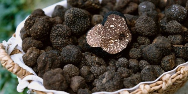 Foto - Resmen yatırım aracı olmaya aday! Sadece eğitimli köpekler buluyor! Gram altından kat kat kârlı! o ürünü bulan resmen köşeyi dönüyor! Kilosu tam 93 bin TL’den satılıyor