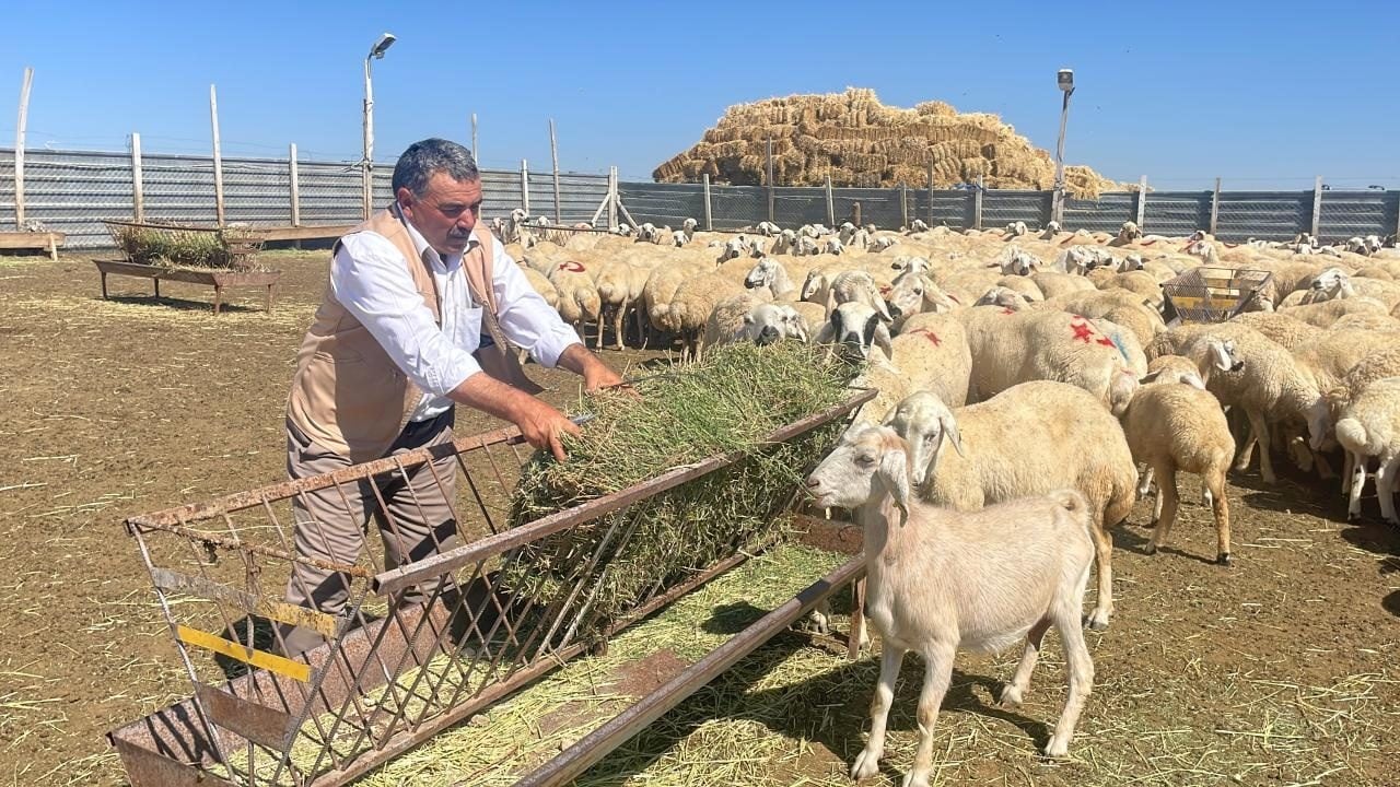 Foto - Resmi Gazete'de yayımlandı! TİGEM reforme küçükbaş hayvan satacak