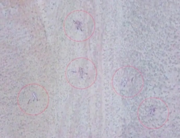 Foto - Reuters, Azerbaycan-Ermenistan gerilimine ilişkin son gelişmeyi dünya ile paylaştı