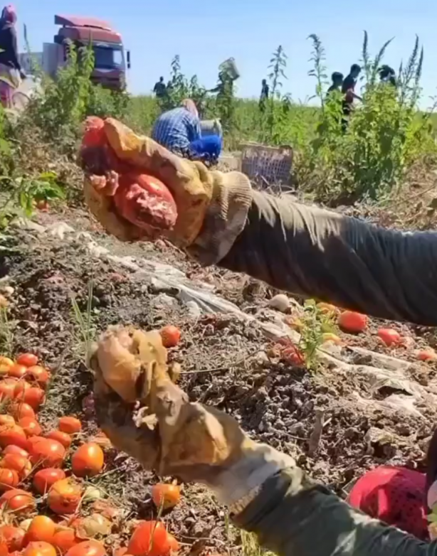 Foto - Rezalet ki ne rezalet! Bunu gören, marketten bir daha salça alamayacak! Hakikaten mide bulandırıcı
