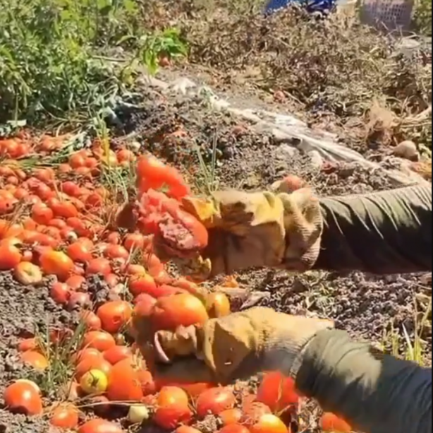 Foto - Rezalet ki ne rezalet! Bunu gören, marketten bir daha salça alamayacak! Hakikaten mide bulandırıcı