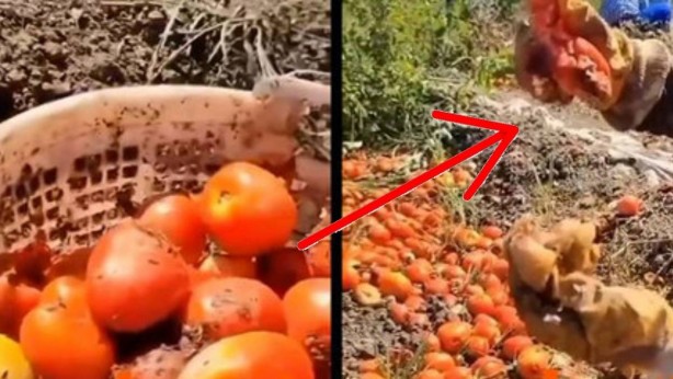 Foto - Rezalet ki ne rezalet! Bunu gören, marketten bir daha salça alamayacak! Hakikaten mide bulandırıcı