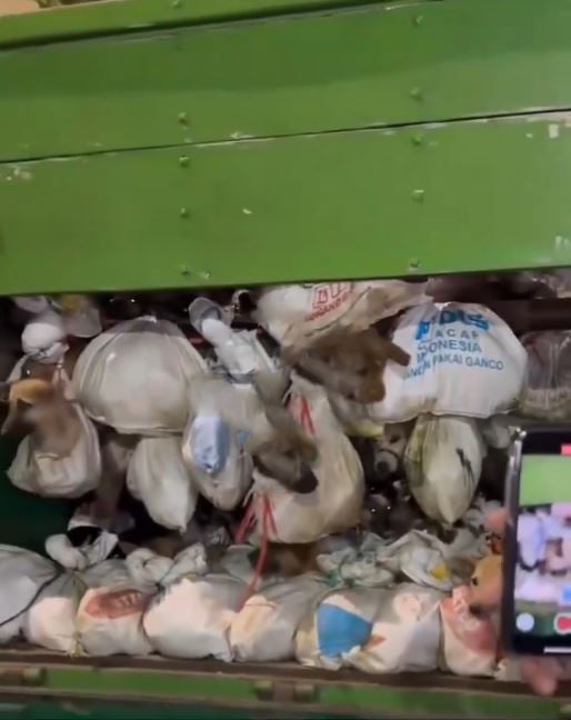 Foto - Rezalet ki ne rezalet! Çöp arabasından onlarca canlı köpek çıktı! İşte kan donduran görüntüler