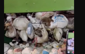 Foto - Rezalet ki ne rezalet! Çöp arabasından onlarca canlı köpek çıktı! İşte kan donduran görüntüler