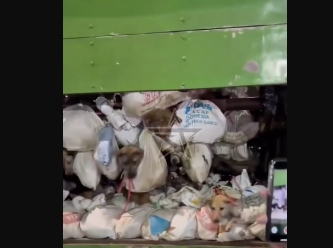 Foto - Rezalet ki ne rezalet! Çöp arabasından onlarca canlı köpek çıktı! İşte kan donduran görüntüler