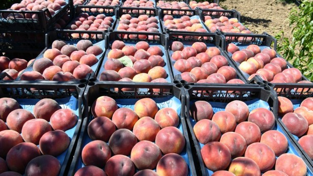 Rezalet ki ne rezalet! Şeftalide büyük skandal