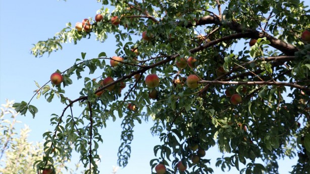 Foto - Rezalet ki ne rezalet! Şeftalide büyük skandal