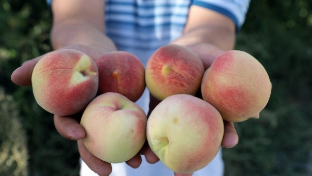 Foto - Rezalet ki ne rezalet! Şeftalide büyük skandal