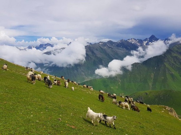 Rize Çayeli'nden iç açan görüntüler