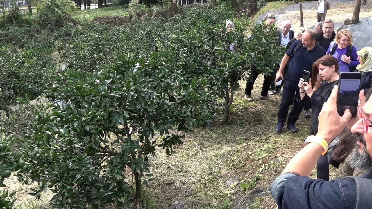 Foto - Rize gastronomisi sofradan sağlığa yeni bir hikâye yazıyor! Çayın atığı değil, geleceğin hammaddesi, Çaykopit