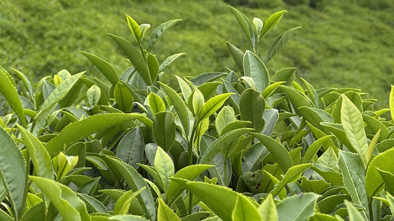 Foto - Rize valisi sert konuştu! Çayı ucuza alanlara geçit yok