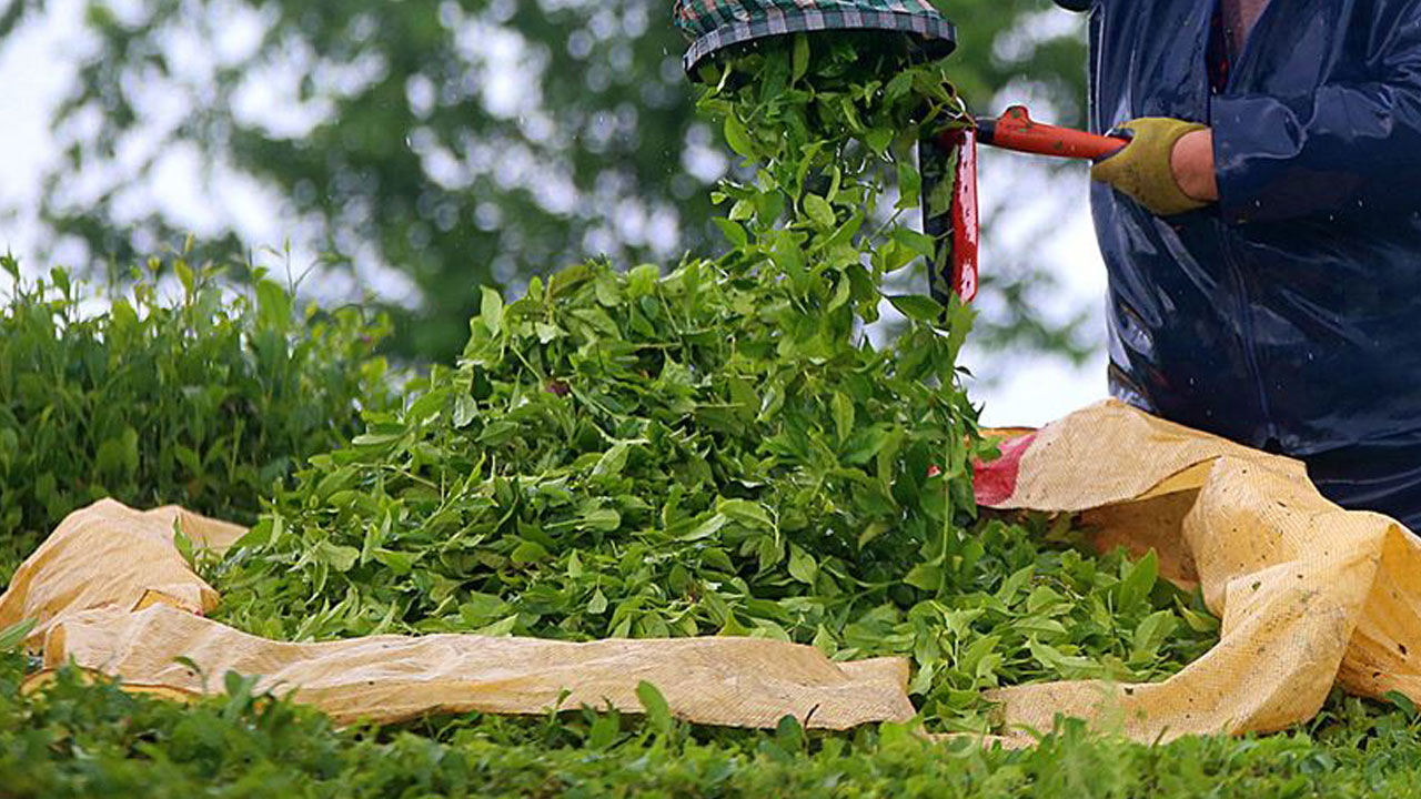Foto - Rize valisi sert konuştu! Çayı ucuza alanlara geçit yok