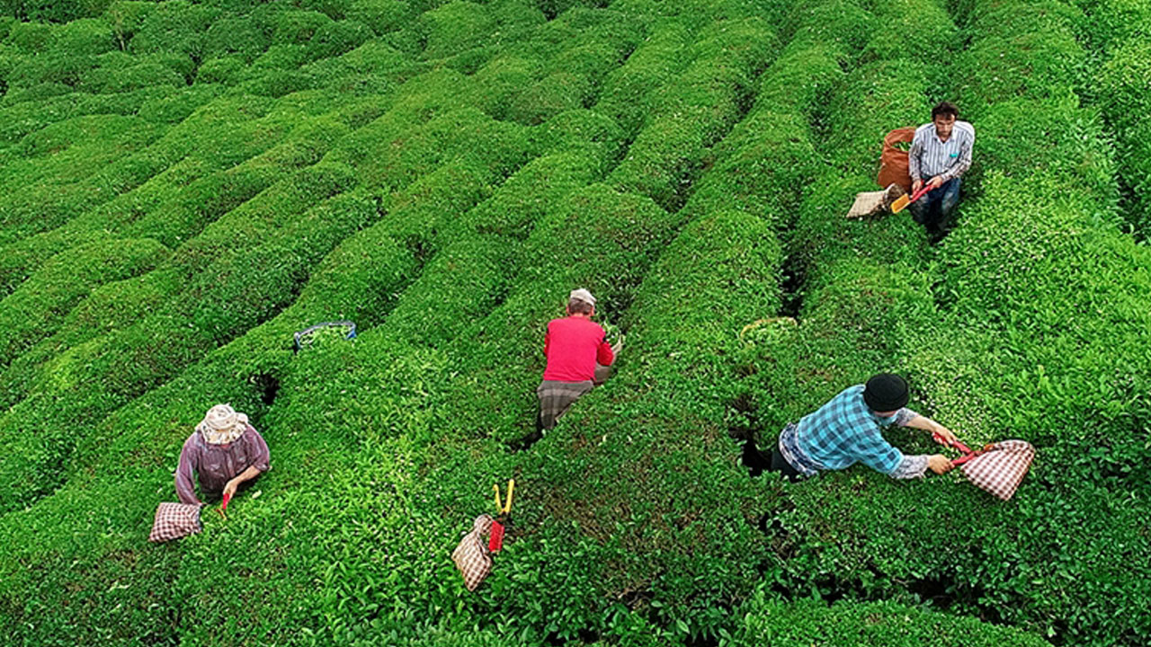 Foto - Rize valisi sert konuştu! Çayı ucuza alanlara geçit yok
