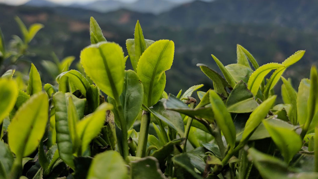 Rize valisi sert konuştu! Çayı ucuza alanlara geçit yok