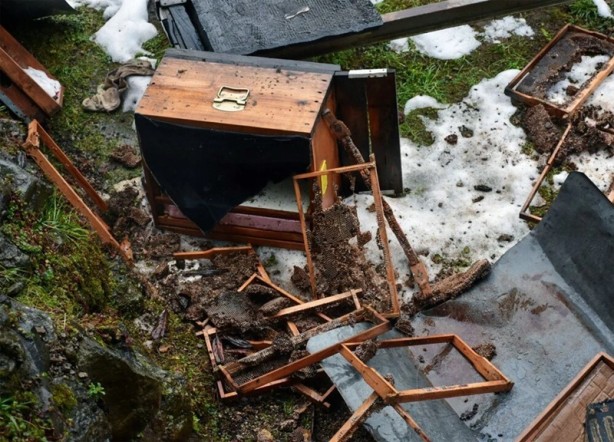 Foto - Rize'de aç kalan ayılar köye indi