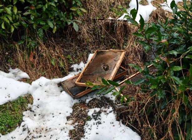 Rize'de aç kalan ayılar köye indi
