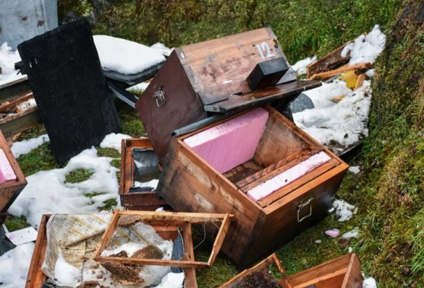 Foto - Rize'de aç kalan ayılar köye indi