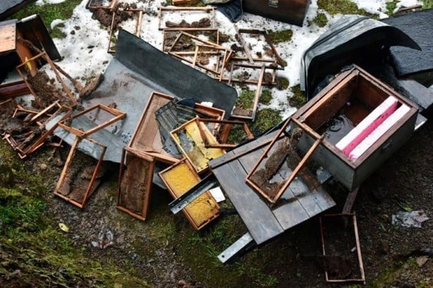 Foto - Rize'de aç kalan ayılar köye indi