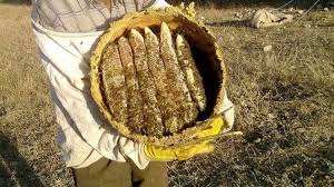 Foto - Rize’den sevindiren haber! Coğrafi işaret belgesi aldı