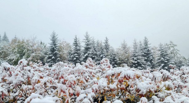 Foto - Rize'den sürpriz görüntüler! Kar yağışı beyaza bürüdü
