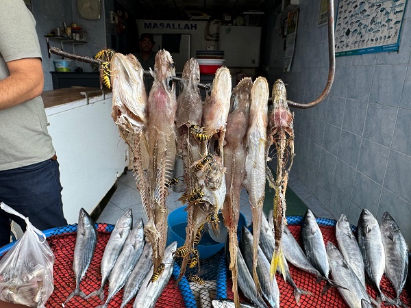 Foto - Rizeli balıkçıdan pratik çözüm! Bu yöntemle arılara göz hakkı ayırdı