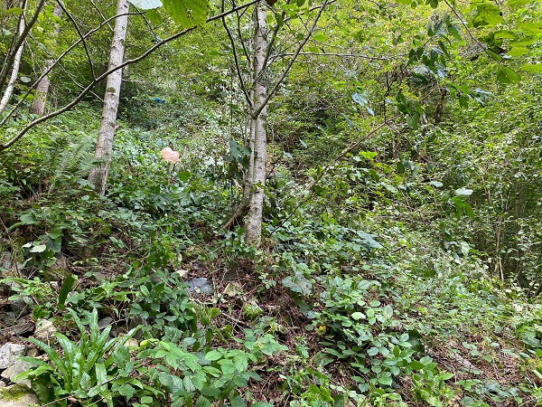 Foto - Rize'nin zorlu yollarında kahreden ölüm