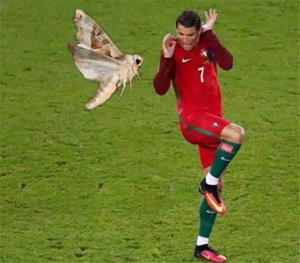 Foto - Ronaldo'nun yüzüne konan güve olay oldu