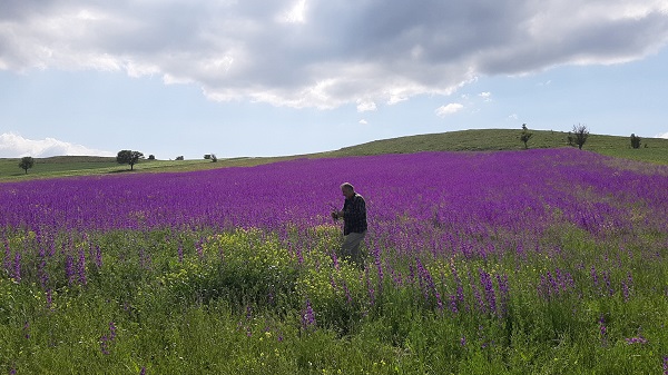 Foto - Rönesans tablosu değil Macar fiği