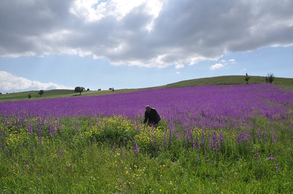 Foto - Rönesans tablosu değil Macar fiği