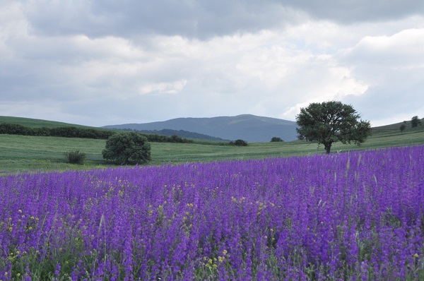 Foto - Rönesans tablosu değil Macar fiği