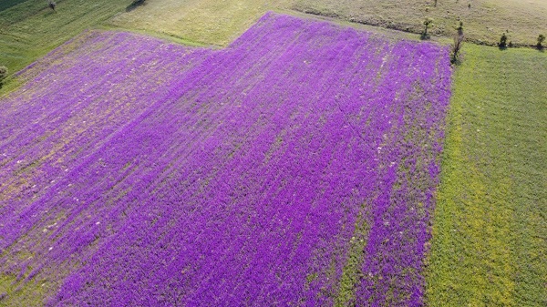 Foto - Rönesans tablosu değil Macar fiği
