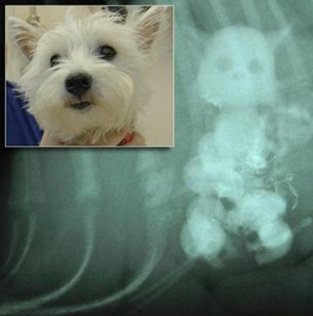 Foto - Röntgen sonrası çıkanlar doktorları bile şok etti! İşte açıklanamayan o görüntüler