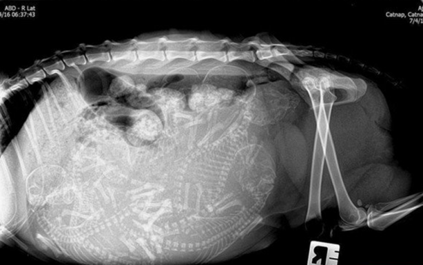 Foto - Röntgen sonrası çıkanlar doktorları bile şok etti! İşte açıklanamayan o görüntüler