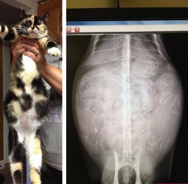 Foto - Röntgen sonrası çıkanlar doktorları bile şok etti! İşte açıklanamayan o görüntüler