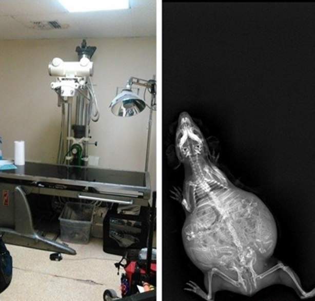 Foto - Röntgen sonrası çıkanlar doktorları bile şok etti! İşte açıklanamayan o görüntüler