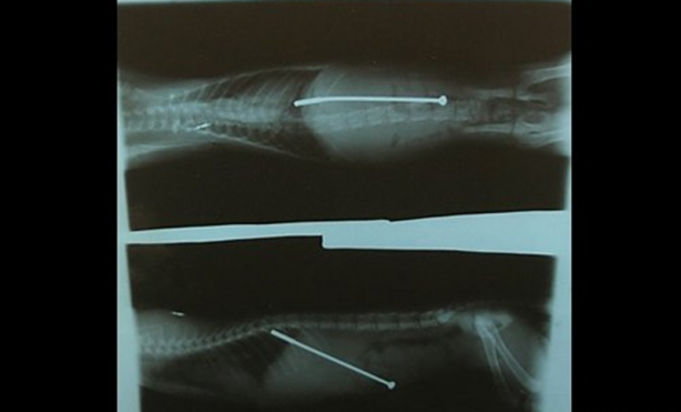 Foto - Röntgen sonrası çıkanlar doktorları bile şok etti! İşte açıklanamayan o görüntüler