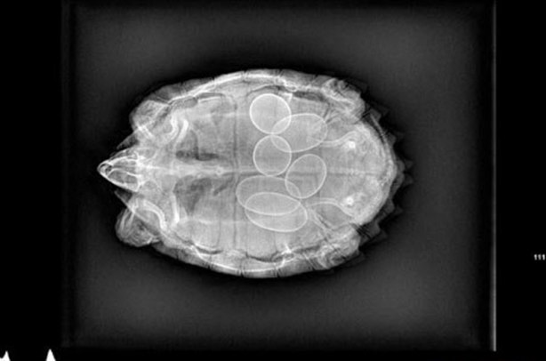 Foto - Röntgen sonrası çıkanlar doktorları bile şok etti! İşte açıklanamayan o görüntüler