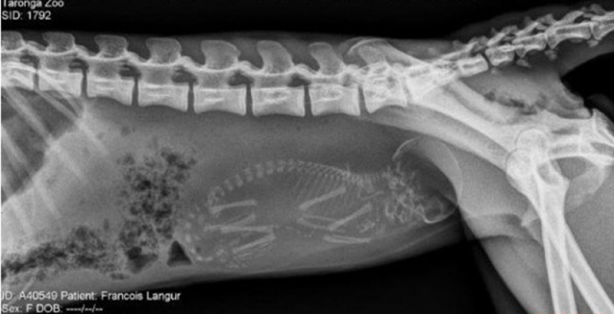 Foto - Röntgen sonrası çıkanlar doktorları bile şok etti! İşte açıklanamayan o görüntüler