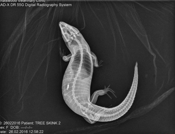 Foto - Röntgen sonrası çıkanlar doktorları bile şok etti! İşte açıklanamayan o görüntüler