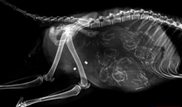 Foto - Röntgen sonrası çıkanlar doktorları bile şok etti! İşte açıklanamayan o görüntüler