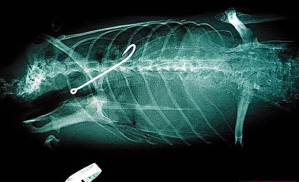 Foto - Röntgen sonrası çıkanlar doktorları bile şok etti! İşte açıklanamayan o görüntüler