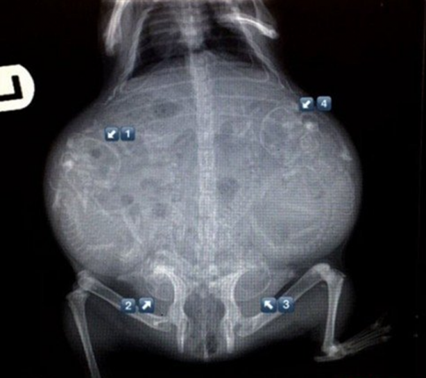 Foto - Röntgen sonrası çıkanlar doktorları bile şok etti! İşte açıklanamayan o görüntüler