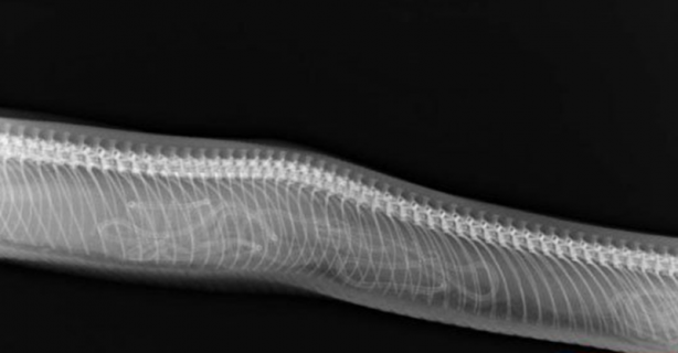 Foto - Röntgen sonrası çıkanlar doktorları bile şok etti! İşte açıklanamayan o görüntüler